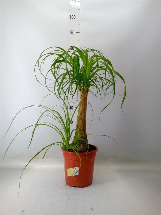 <h4>Beaucarnea recurvata</h4>