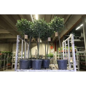 arr8 Lau Nobilis Op Stam