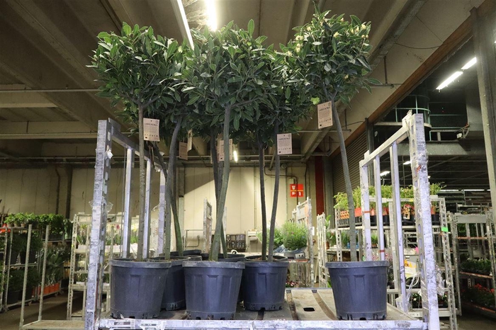 <h4>arr8 Lau Nobilis Op Stam</h4>