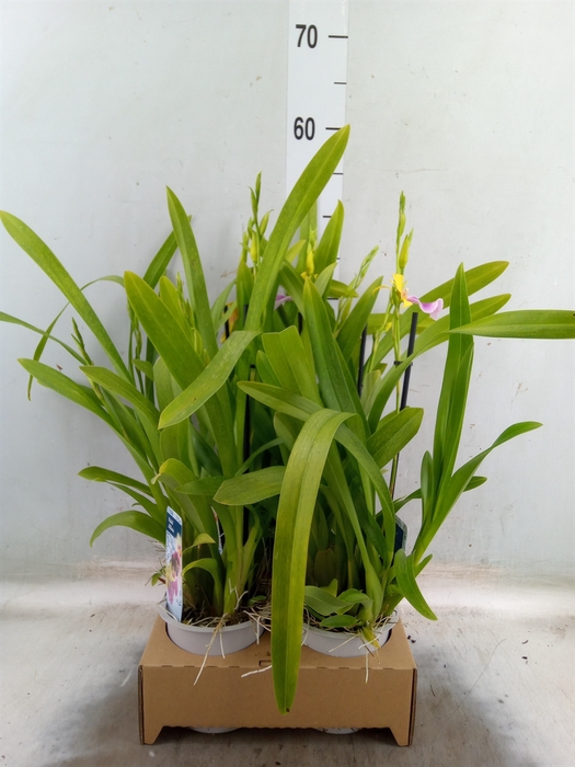 <h4>Miltoniopsis  'Sunset'</h4>
