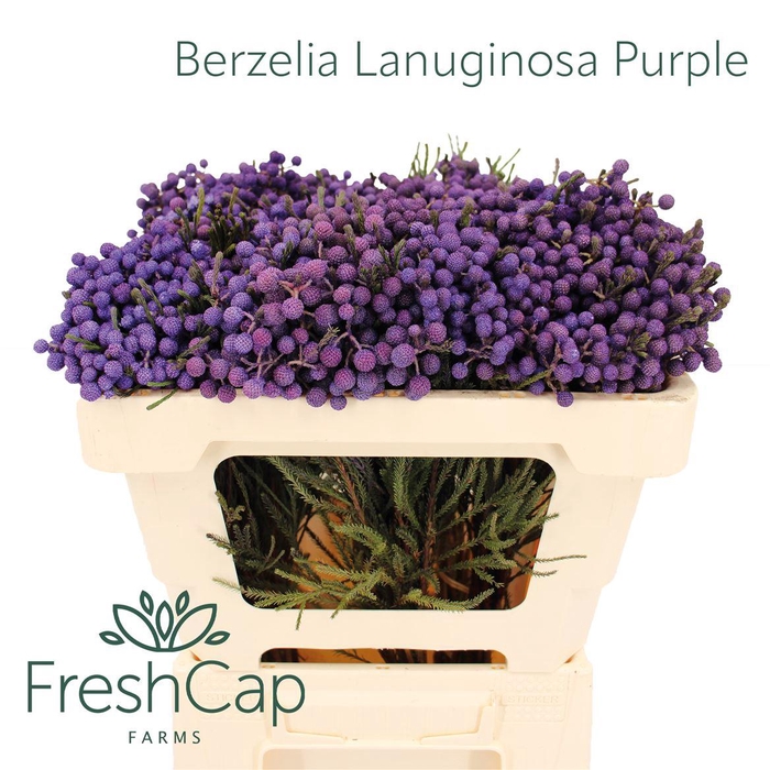 <h4>Berzelia Lanuginosa Purple</h4>