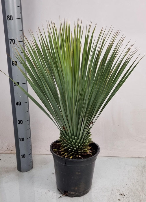 <h4>YUC ROSTRATA</h4>