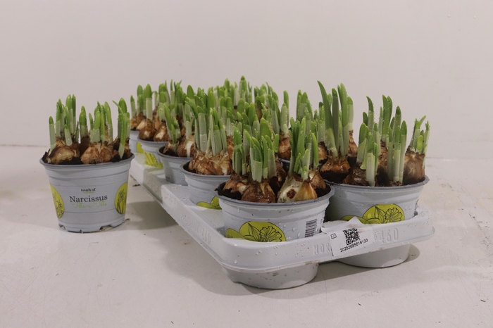 <h4>NARC O TETE A TETE</h4>