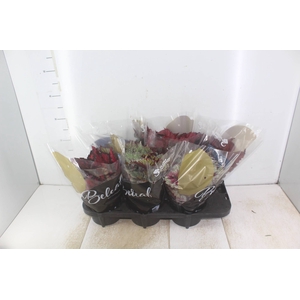 BEGONIA BELEAF P15 PO