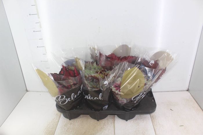 <h4>BEGONIA BELEAF P15 PO</h4>