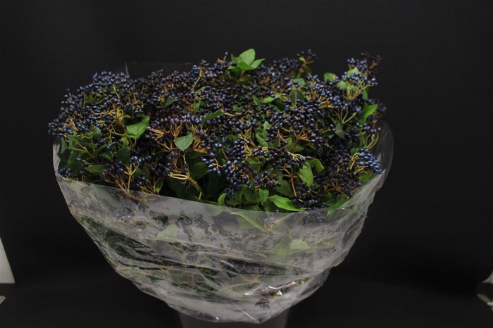 <h4>Vibur Met Bes 400gr</h4>