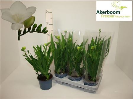 <h4>Freesia Fegood White</h4>