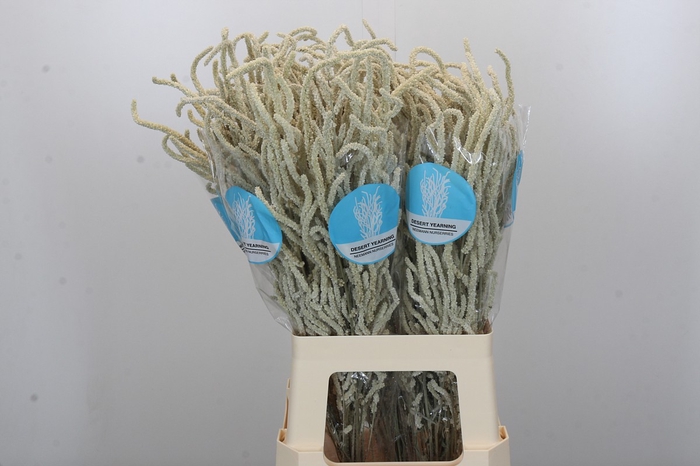 <h4>Amaranthus Yearming Desert</h4>