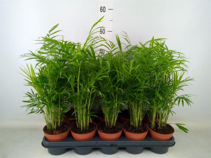 <h4>Chamaedorea elegans</h4>