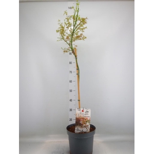 Acer palmatum 'Jerre Schwartz'