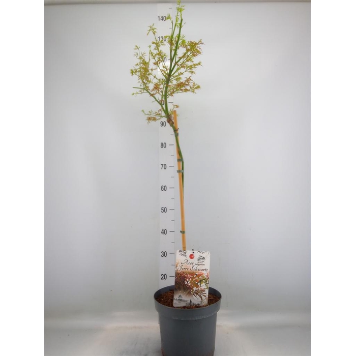 <h4>Acer palmatum 'Jerre Schwartz'</h4>