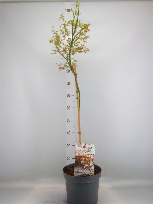 <h4>Acer palmatum 'Jerre Schwartz'</h4>