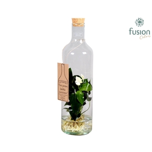 Green Bottle Fles Large met Anthurium 24 uur levering