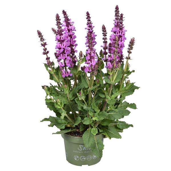 <h4>Salvia x sylvestris 'Rose Marvel'</h4>