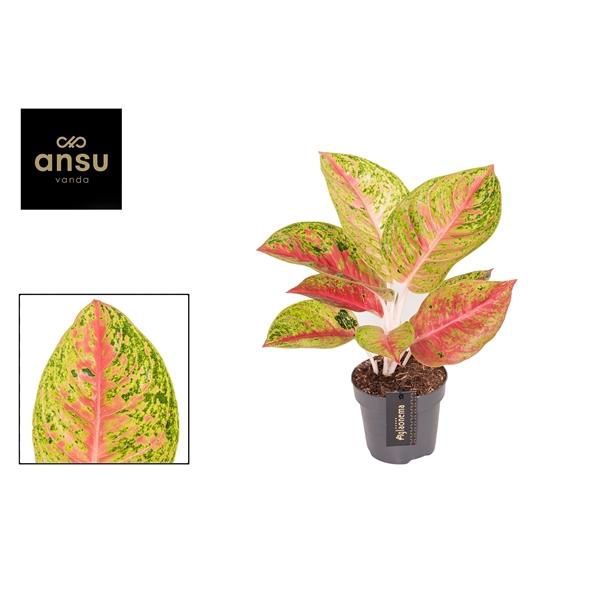 <h4>Aglaonema Grand Poppy</h4>