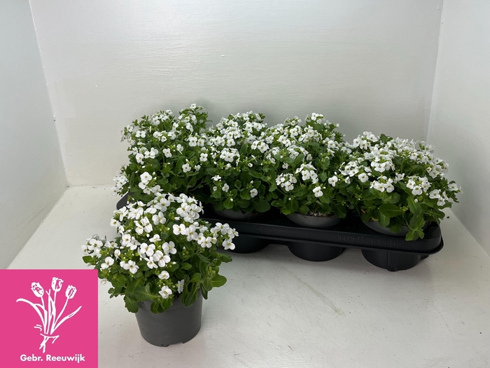<h4>ARABIS CAUCASICA</h4>