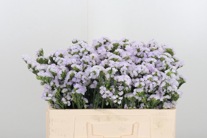 <h4>Lim S Tessa Lavender</h4>