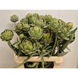 Cynara Sc Green Glob