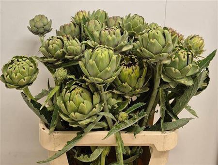 <h4>Cynara Sc Green Glob</h4>