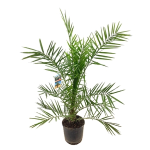 Phoenix canariensis