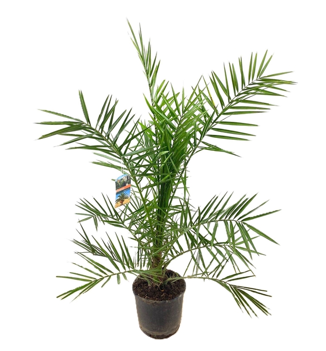 <h4>Phoenix canariensis</h4>