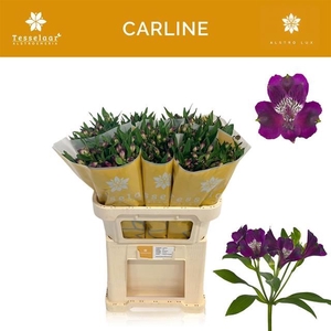 ALSTR CARLINE 60 GR.GELE ZAK