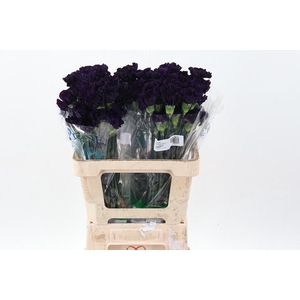 Di St Fl Moonvista 50cm