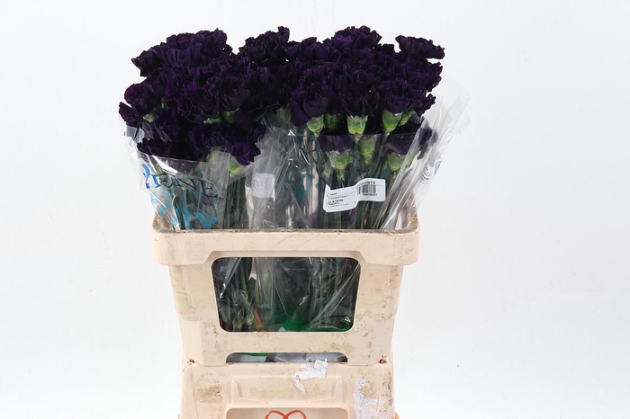 <h4>Di St Fl Moonvista 50cm</h4>