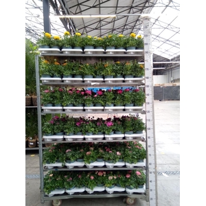 Ranunculus  'Sprinkles'