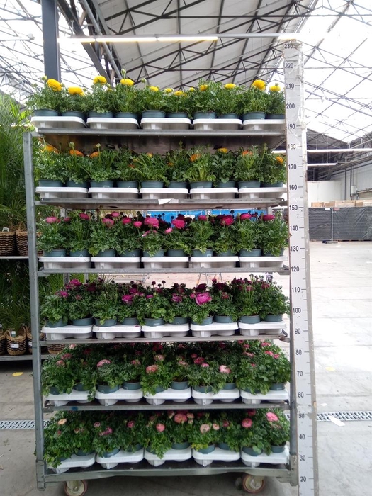 <h4>Ranunculus  'Sprinkles'</h4>