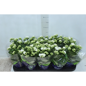 KALANCHOE DOBRADO P11 BRANCO