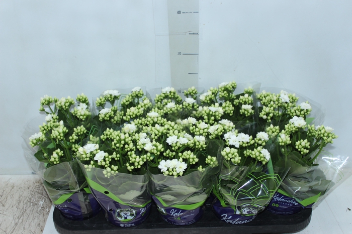 <h4>KALANCHOE DOBRADO P11 BRANCO</h4>