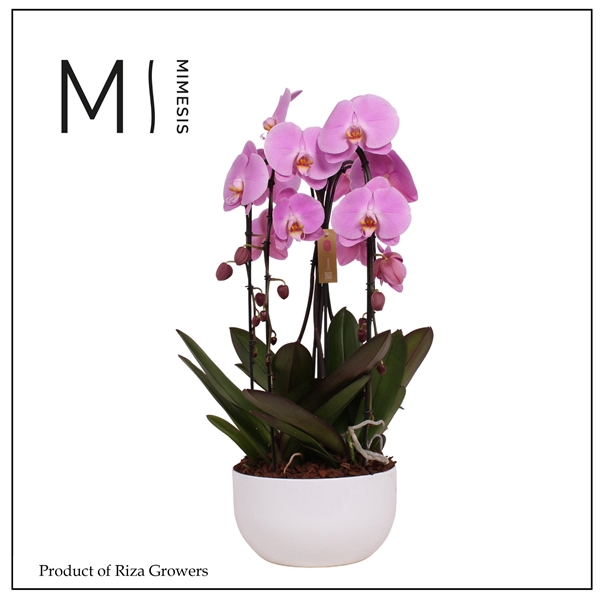 <h4>Mimesis Phal. Arrangement Crown Pink - 4 spike 26cm in Saskia White Ceramic</h4>