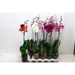 PHAL GEM