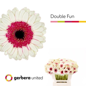 Germini Double Fun Water