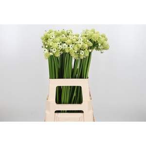 Ornithogalum Saundersiae