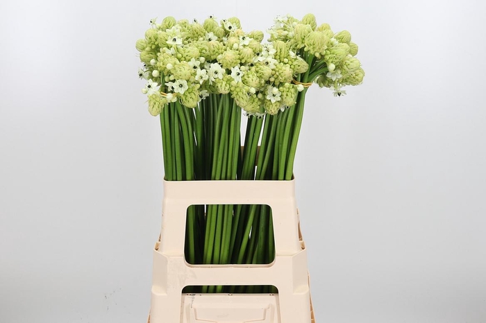 <h4>Ornithogalum Saundersiae</h4>