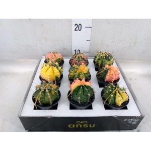 Gymnocalycium mihanov. 'Japan'  mix