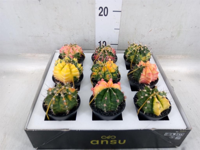 <h4>Gymnocalycium mihanov. 'Japan'  mix</h4>