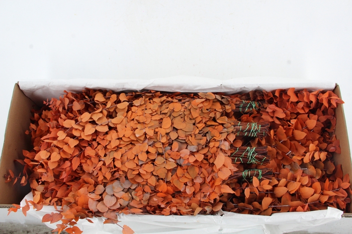 PF EUC STUART ORANGE BS 150GR