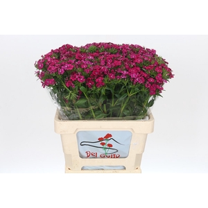 Dianthus Br Amazon Neon Cherry