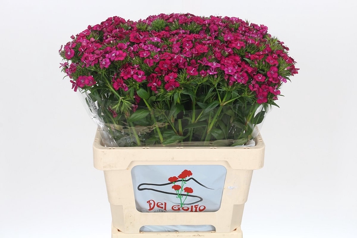 <h4>Dianthus Br Amazon Neon Cherry</h4>