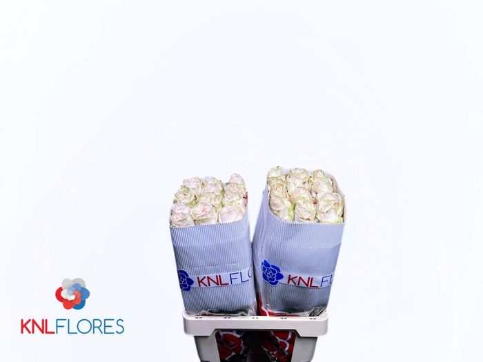 <h4>R GR GARDEN SPIRIT</h4>