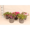 Perkplanten 19 cm Divers