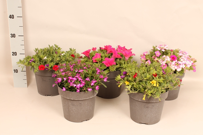 Perkplanten 19 cm Divers