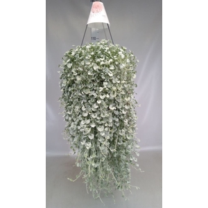 Dichondra argentea 'Silver Falls'