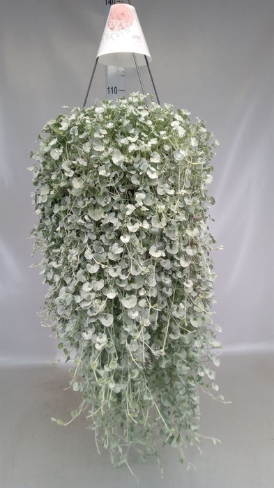 <h4>Dichondra argentea 'Silver Falls'</h4>