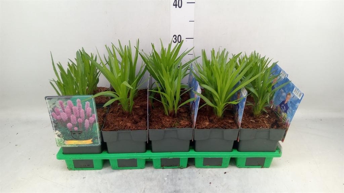 <h4>Liatris spicata</h4>