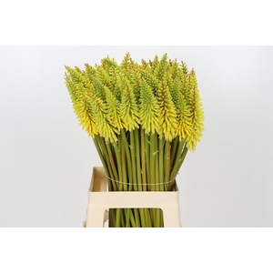 Kniphofia Eycone Yellow