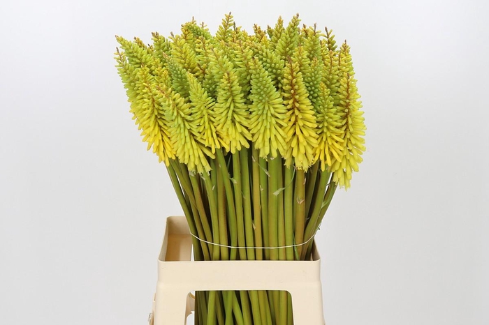 Kniphofia Eycone Yellow